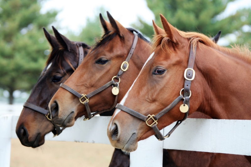 Uit accumuleren nerveus worden Non-conformiteit bij de aankoop van een paard - Blog | Dom & Partners